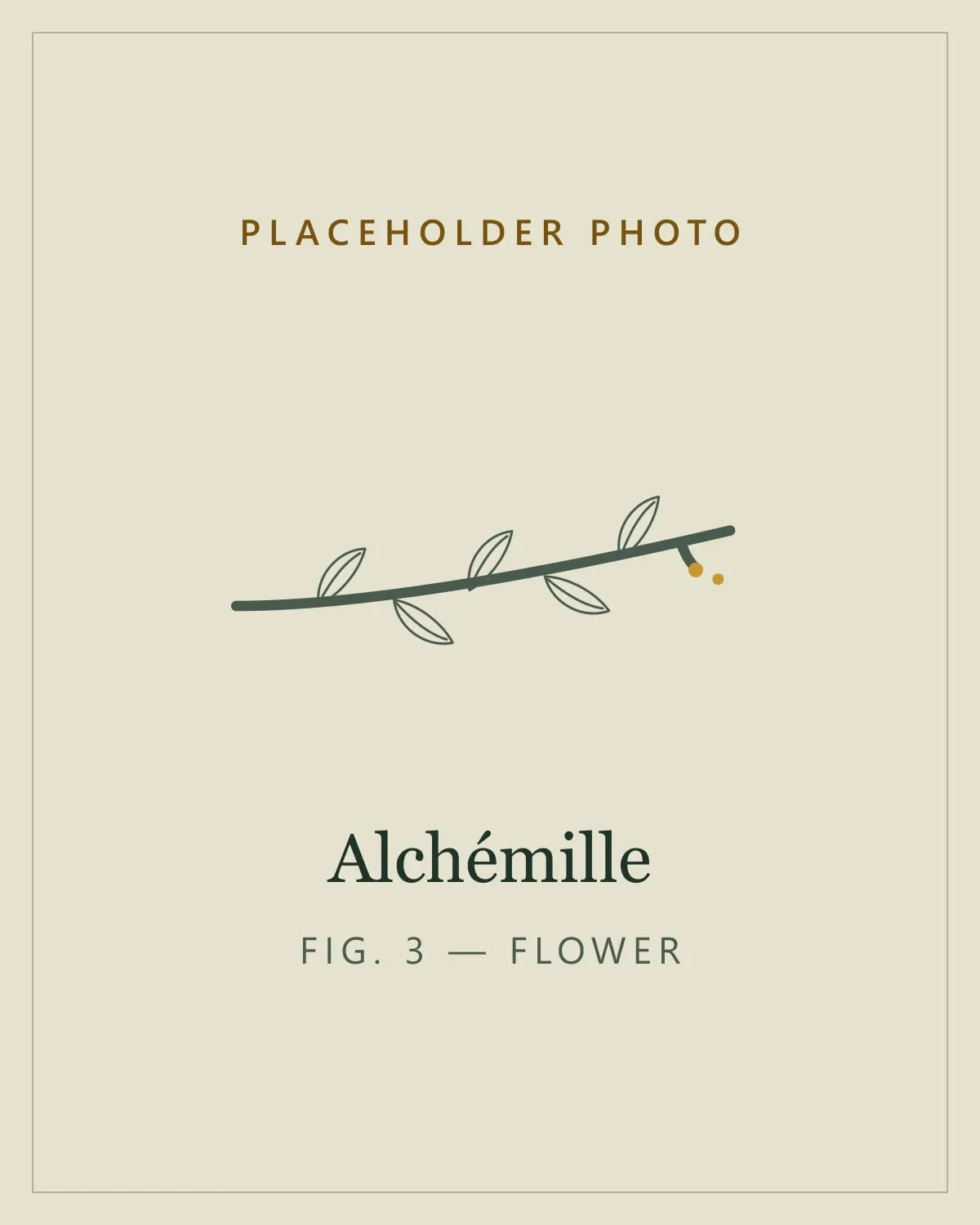 Placeholder image standing in for a photo of the flowers