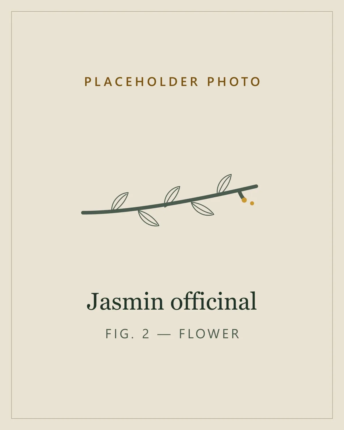 Placeholder image standing in for a photo of the flowers