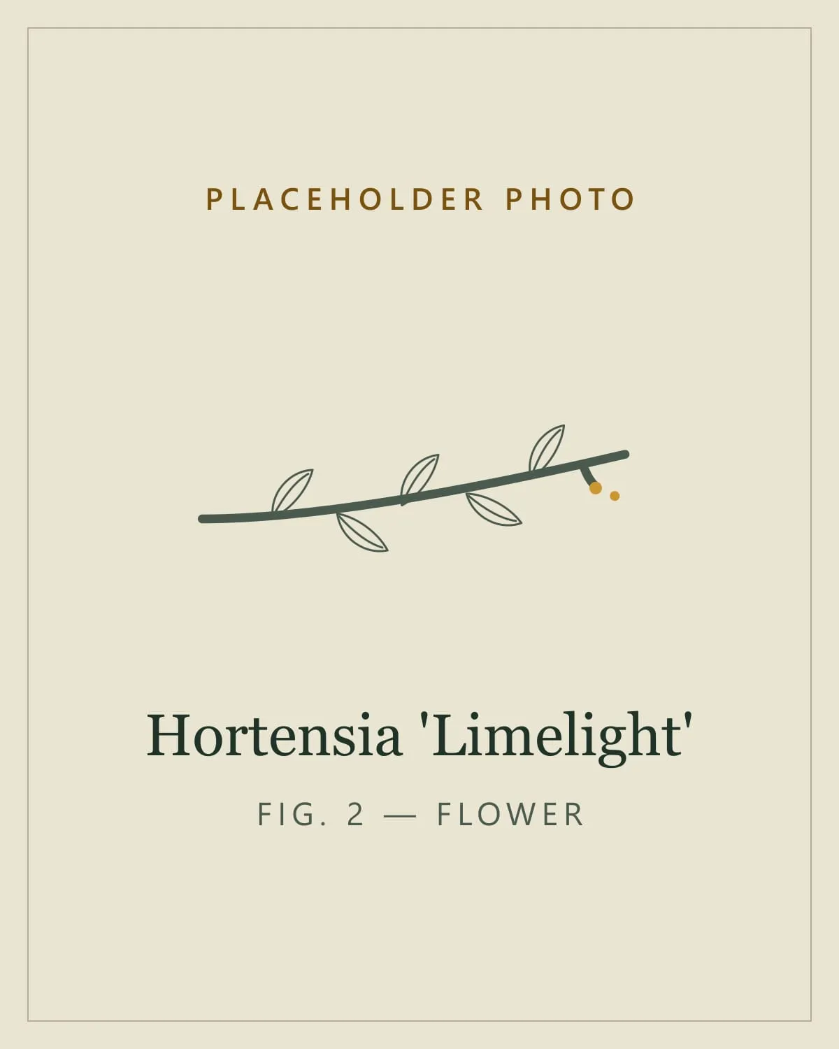 Placeholder image standing in for a photo of the flower panicles