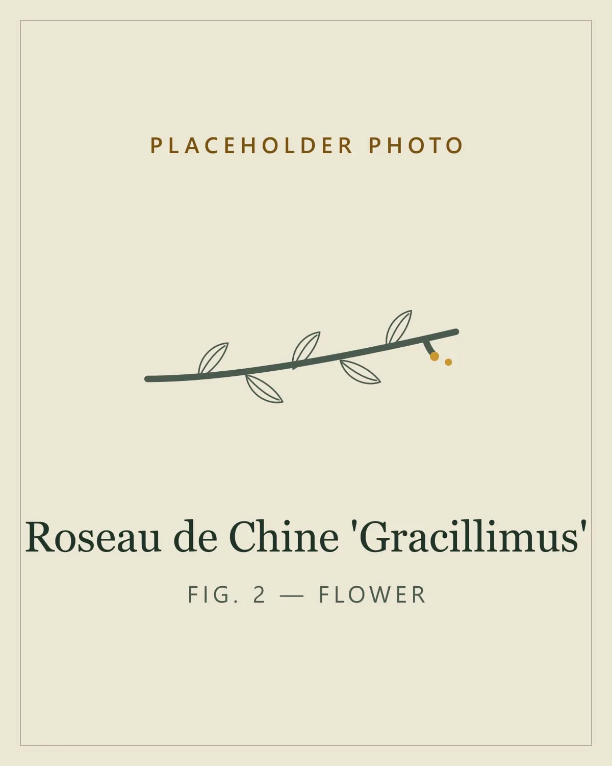 Placeholder image standing in for a photo of the flower plumes