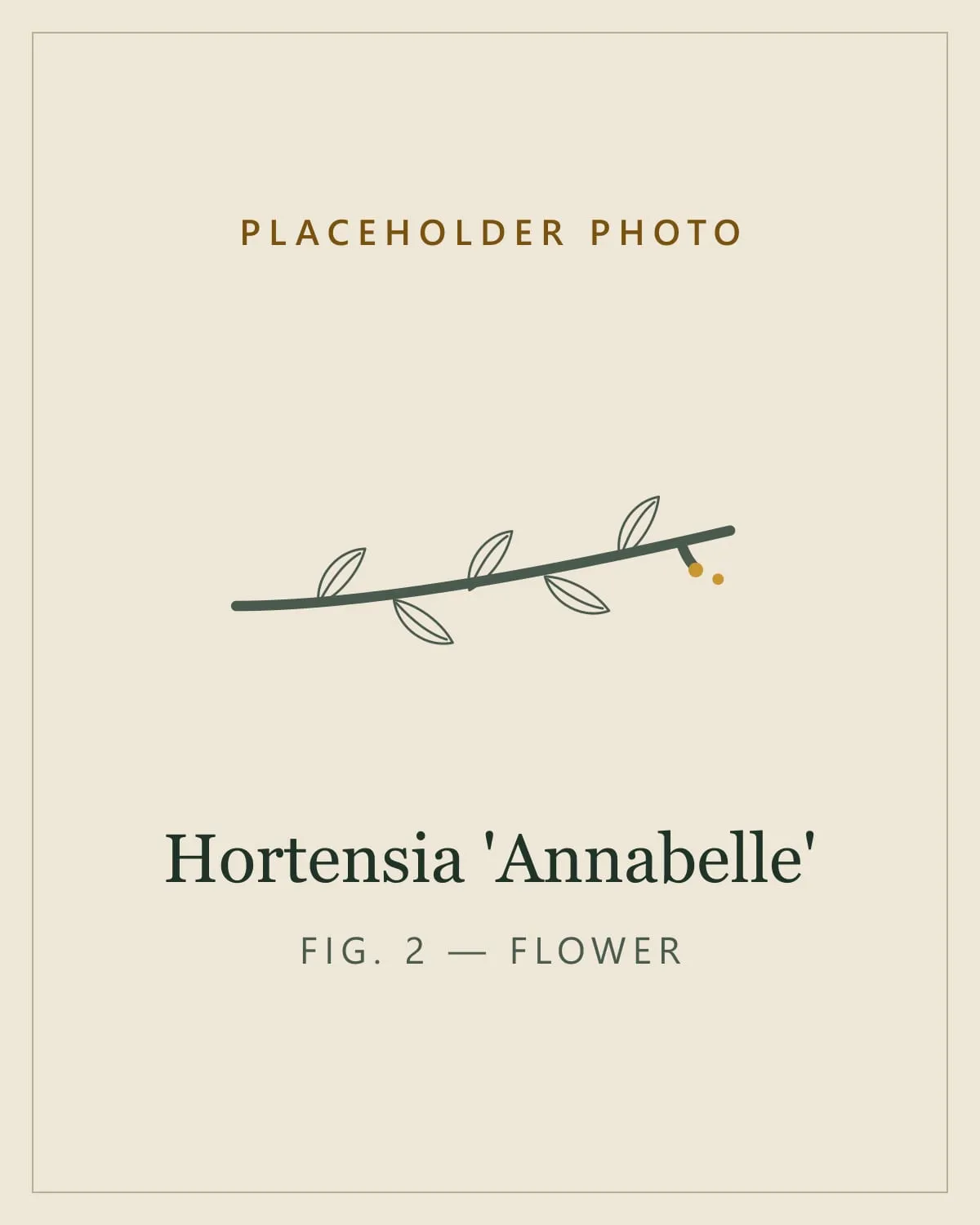 Placeholder image standing in for a photo of the flower heads