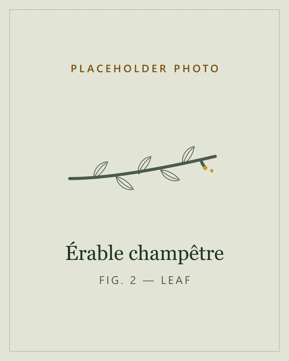 Placeholder image standing in for a photo of the leaves