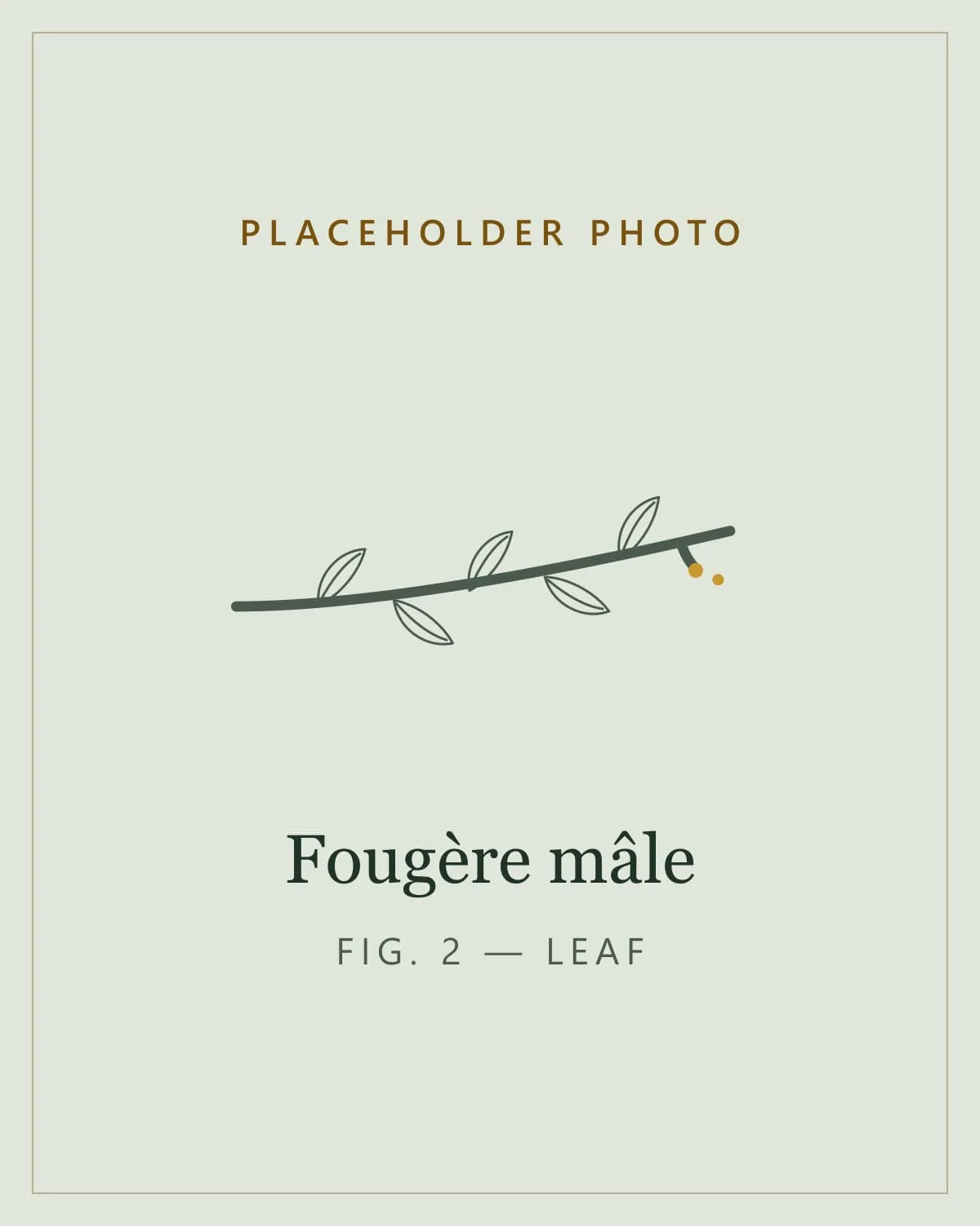 Placeholder image standing in for a photo of the frond