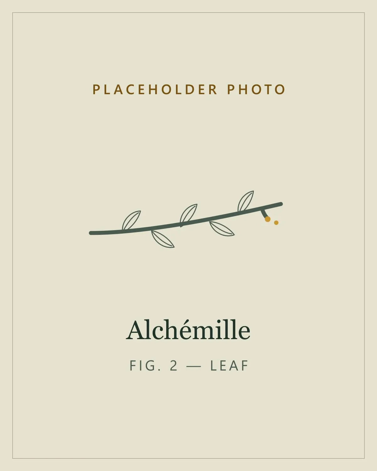 Placeholder image standing in for a photo of the leaves