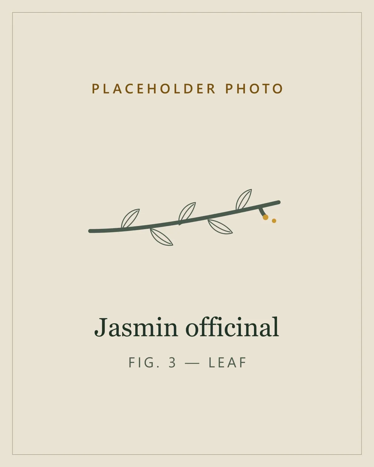 Placeholder image standing in for a photo of the leaves