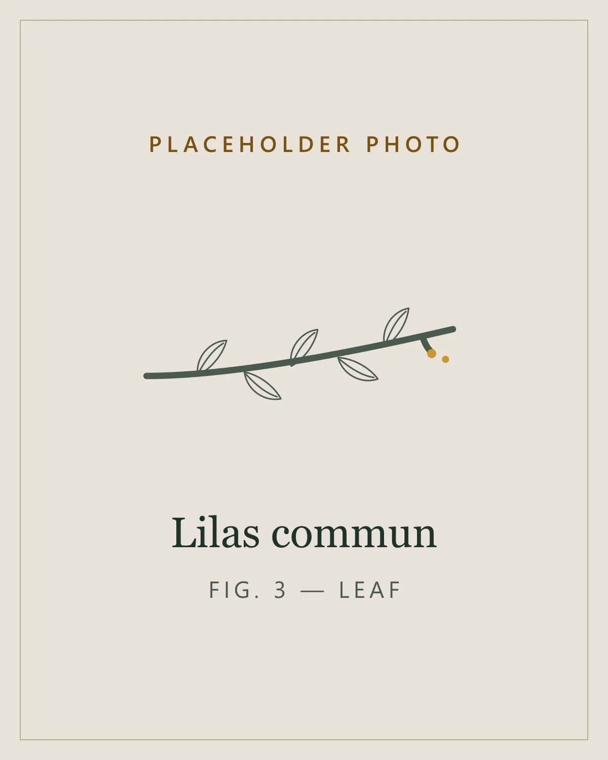 Placeholder image standing in for a photo of the leaves